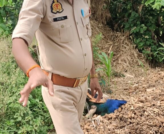 शिकारी से पकड़ा गया राष्ट्रीय पक्षी