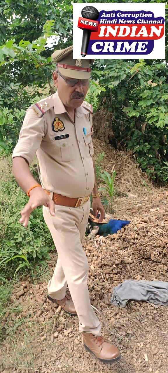 शिकारी से पकड़ा गया राष्ट्रीय पक्षी 