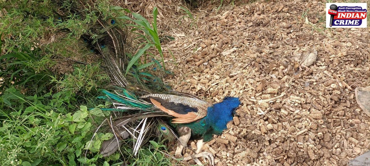 शिकारी से पकड़ा गया राष्ट्रीय पक्षी मृत हालत में 