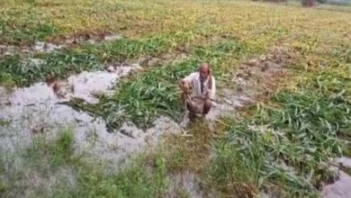 खेतों में भर बारिश का पानी फसल हुई खराब