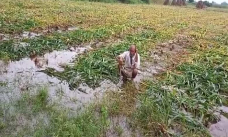 खेतों में भर बारिश का पानी फसल हुई खराब