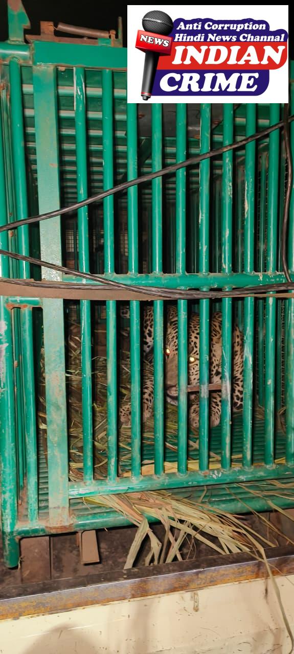 મળતી માહિતી મુજબ જગડીયા તાલુકા ના નવી તરસાલી ગામ માં રહેઠાણ વિસ્તાર માંથી દીપડો પાંજરે પુરાયો હોવાના સમાચાર મળી આવ્યા છે વન વિભાગ દ્વારા ગોઠવવામાં આવેલા પિંજરામાં દીપડો પૂરતા ગ્રામજણો એ રાહત નો શ્વાસ લીધો છે. કારણ કે સતત દીપડા ની હાજરી થી ગ્રામજનો માં ભય નો માહોલ હતો