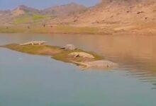 जल से बाहर निकले मगर और घड़ियाल