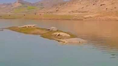 जल से बाहर निकले मगर और घड़ियाल