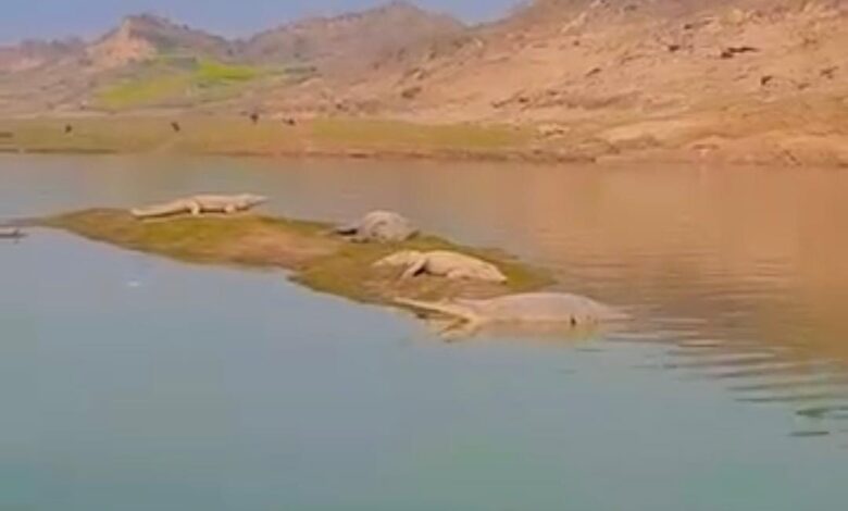 जल से बाहर निकले मगर और घड़ियाल