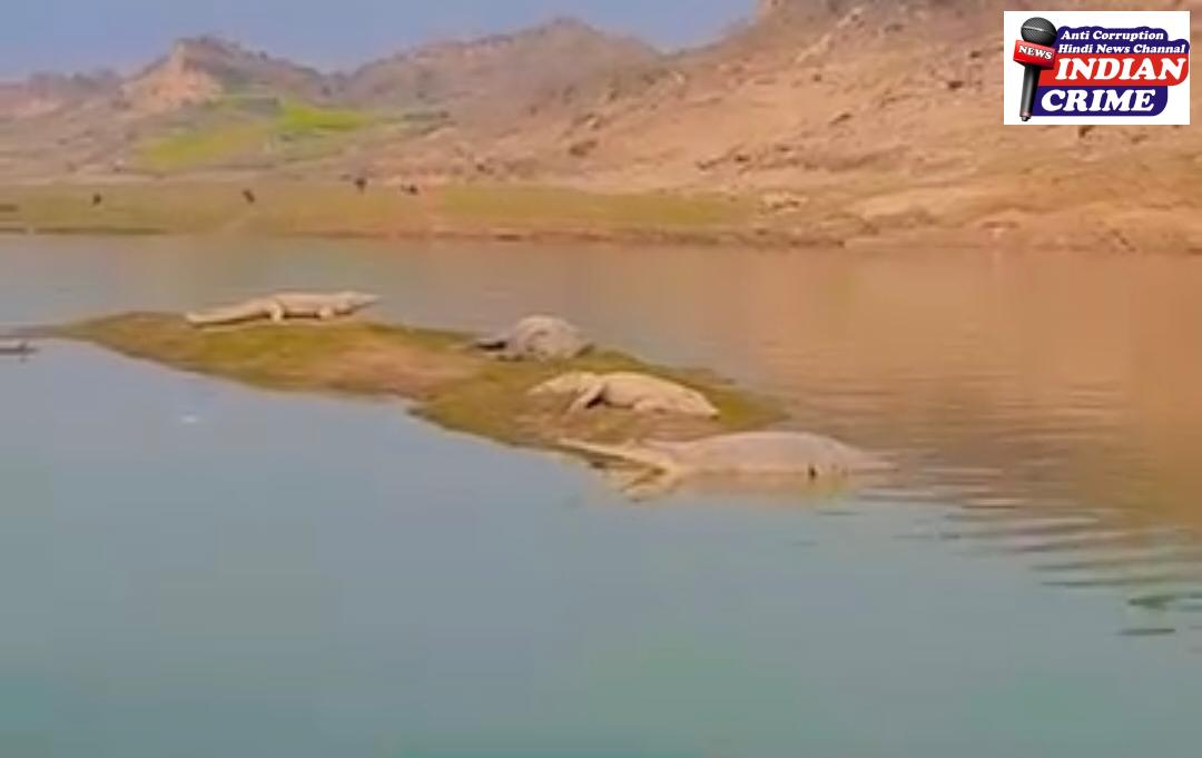 जल से बाहर निकले मगर और घड़ियाल